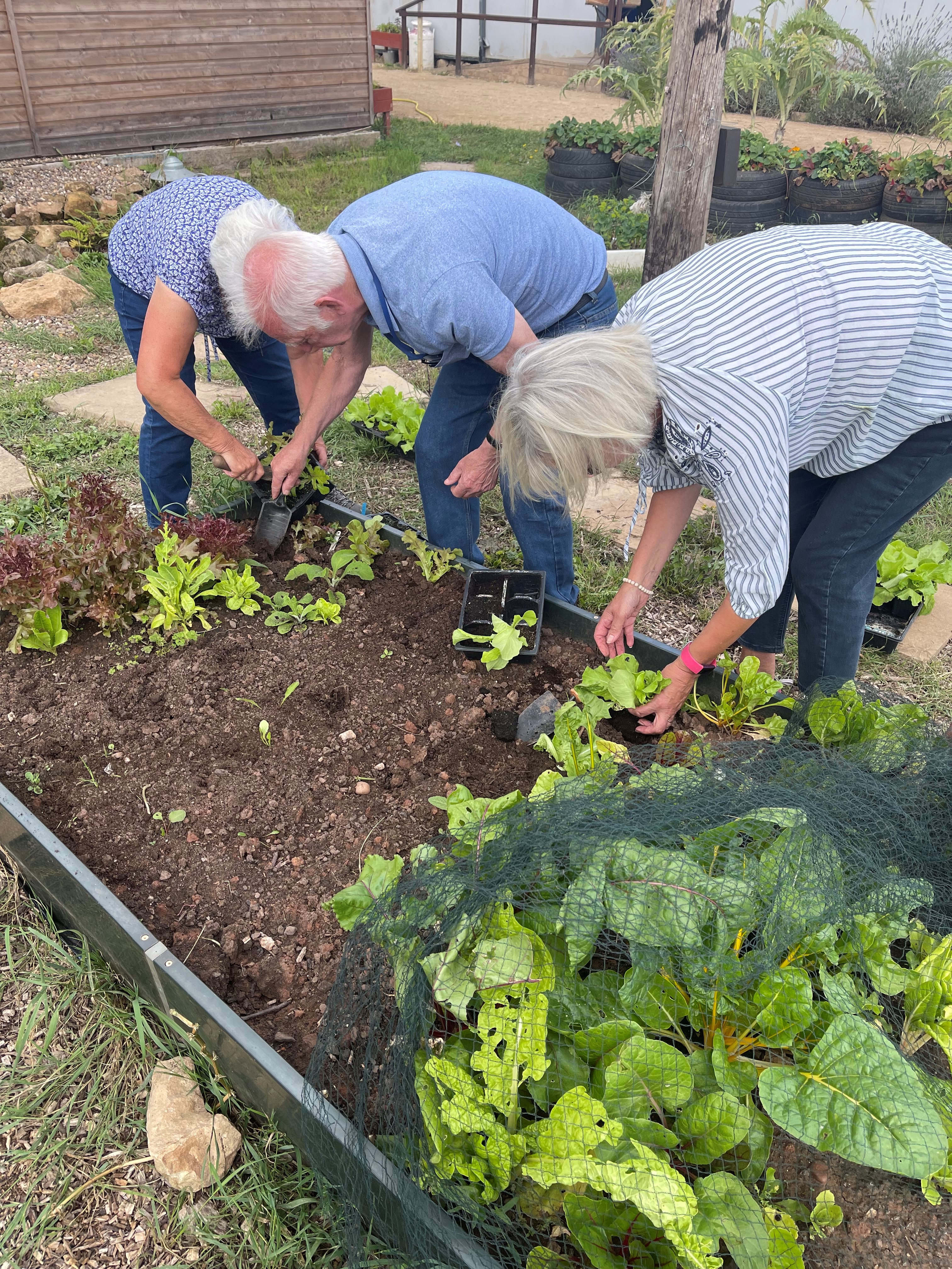Rhubarb 12.jpg (4.40 MB)